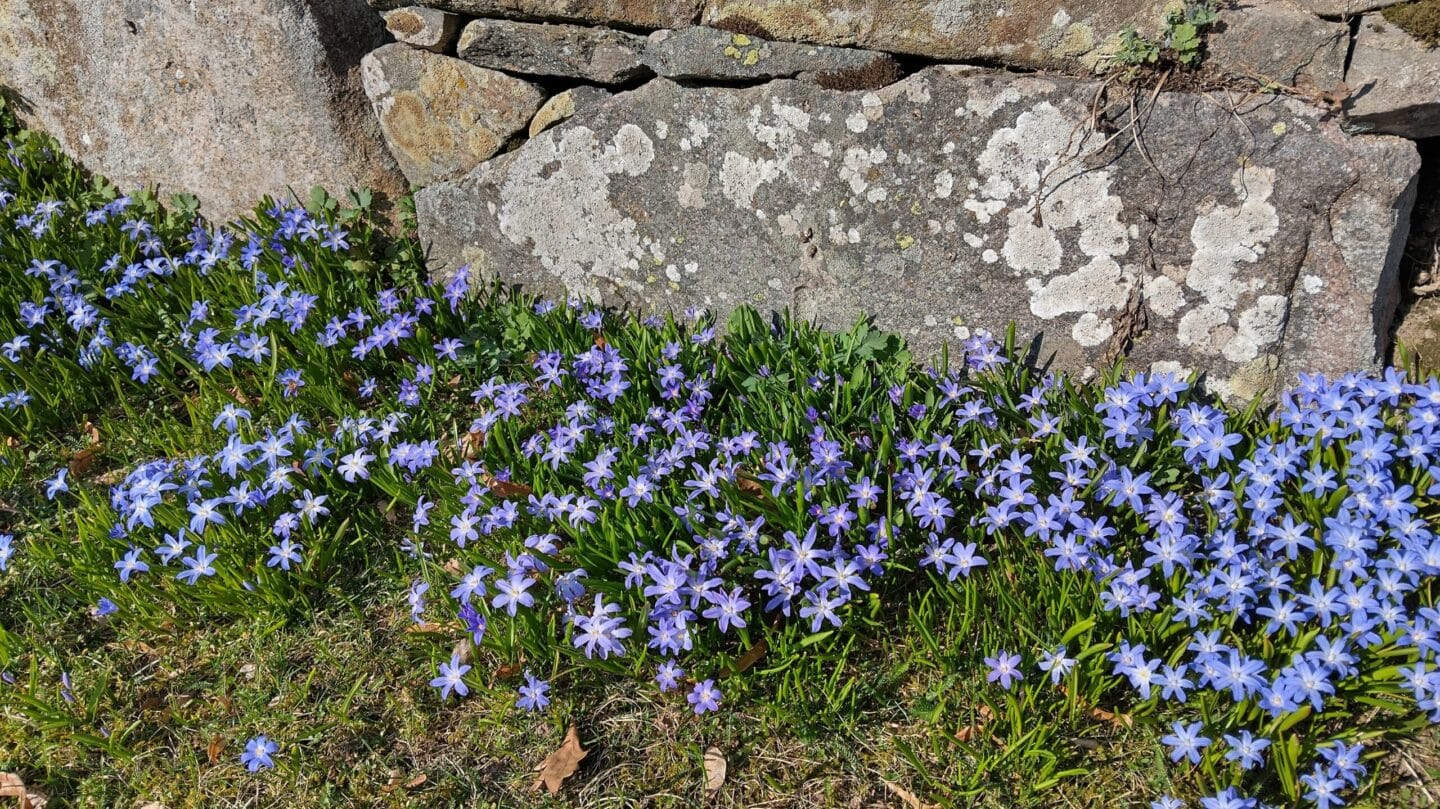 Skilla forbesii